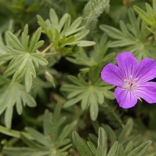 Geranium sanguineum  @North-east Turkey